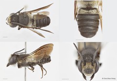 Megachile (Callomegachile) sp. "biroi group"•&copy; Chui Shao Xiong•All Rights Reserved
