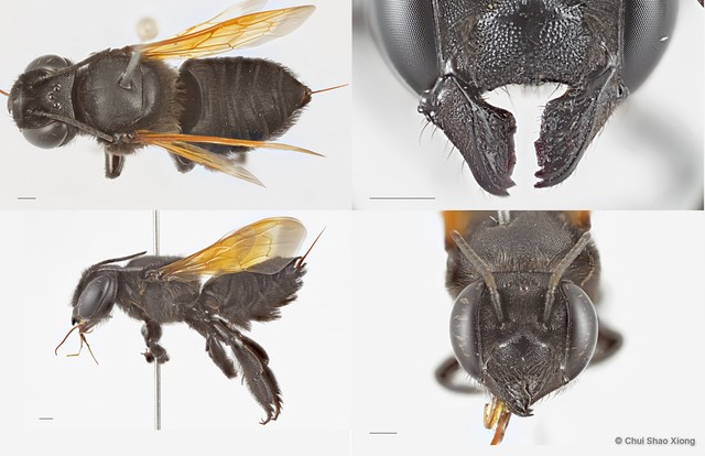 Megachile (Aethomegachile) sp. "fusciventris group"•&copy; Chui Shao Xiong•All Rights Reserved