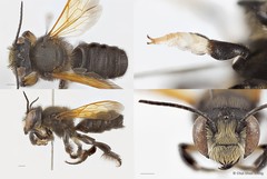 Megachile (Aethomegachile) sp. "fusciventris group"•&copy; Chui Shao Xiong•All Rights Reserved
