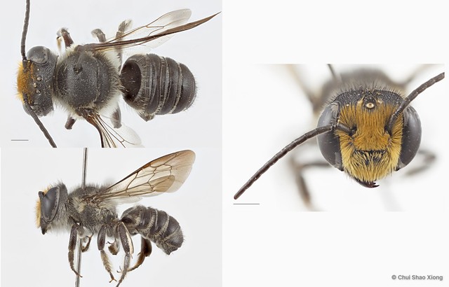 Megachile (Aethomegachile) sp. "nr. borneana"•&copy; Chui Shao Xiong•All Rights Reserved