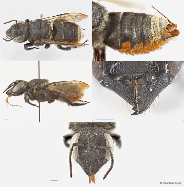 Megachile (Callomegachile) sp. "sensu lato ornata"•&copy; Chui Shao Xiong•All Rights Reserved