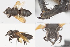 Megachile (Callomegachile) sp. "sensu lato tuberculata"•&copy; Chui Shao Xiong•All Rights Reserved