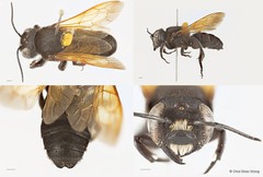 Megachile (Callomegachile) sp. "sensu lato tuberculata"•&copy; Chui Shao Xiong•All Rights Reserved