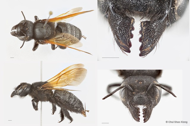 Megachile (Creightonella) atrata•&copy; Chui Shao Xiong•All Rights Reserved