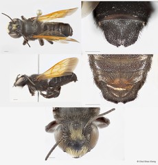 Megachile (Creightonella) atrata•&copy; Chui Shao Xiong•All Rights Reserved