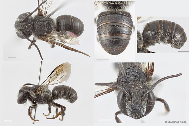 Megachile (Carinula) butteli•&copy; Chui Shao Xiong•All Rights Reserved