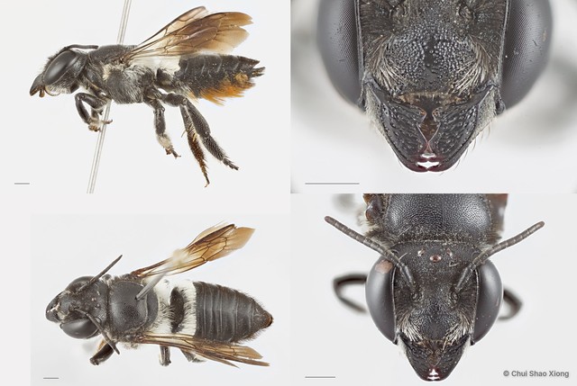 Megachile (Aethomegachile) conjuncta•&copy; Chui Shao Xiong•All Rights Reserved