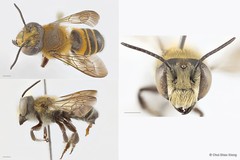 Megachile (Aethomegachile) conjuncta•&copy; Chui Shao Xiong•All Rights Reserved