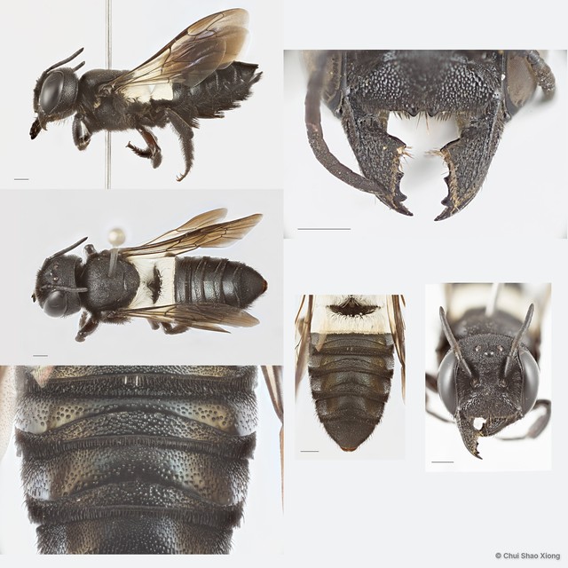 Megachile (Callomegachile) disjuncta•&copy; Chui Shao Xiong•All Rights Reserved