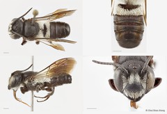 Megachile (Callomegachile) disjuncta•&copy; Chui Shao Xiong•All Rights Reserved
