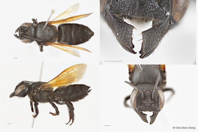 Megachile (Callomegachile) fulvipennis•&copy; Chui Shao Xiong•All Rights Reserved