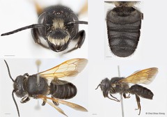 Megachile (Callomegachile) fulvipennis•&copy; Chui Shao Xiong•All Rights Reserved