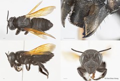 Megachile (Callomegachile) indonesica•&copy; Chui Shao Xiong•All Rights Reserved