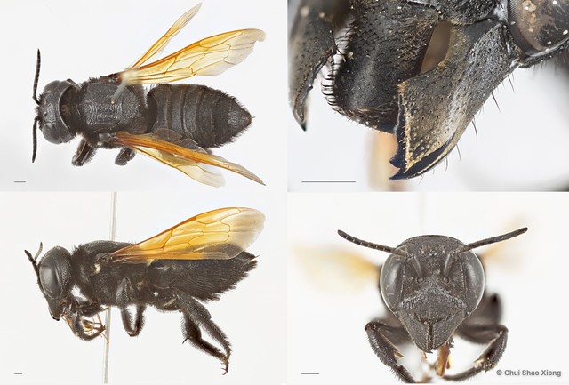 Megachile (Callomegachile) indonesica•&copy; Chui Shao Xiong•All Rights Reserved