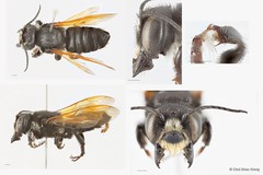Megachile (Callomegachile) indonesica•&copy; Chui Shao Xiong•All Rights Reserved