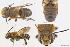 Megachile (Aethomegachile) laticeps•&copy; Chui Shao Xiong•All Rights Reserved