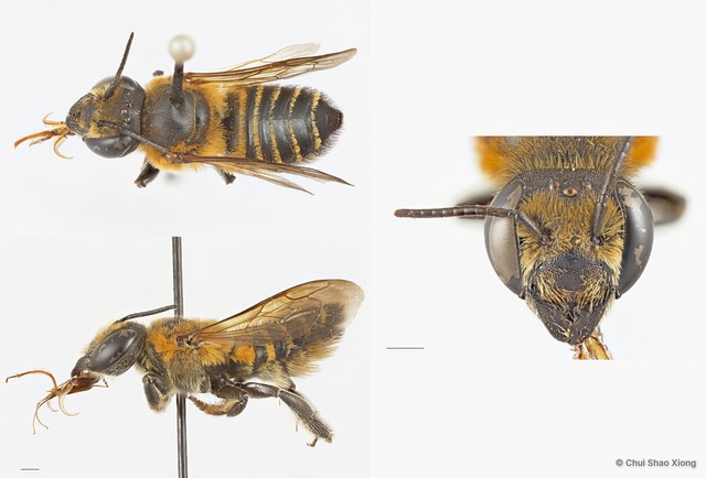 Megachile (Aethomegachile) laticeps•&copy; Chui Shao Xiong•All Rights Reserved