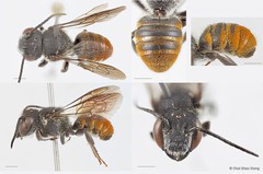 Megachile (Callomegachile) stulta•&copy; Chui Shao Xiong•All Rights Reserved