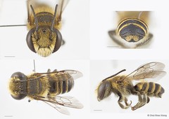 Megachile (Eutricharaea) subrixator•&copy; Chui Shao Xiong•All Rights Reserved