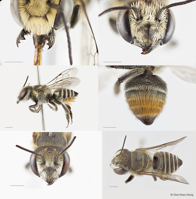 Megachile (Eutricharaea) subrixator•&copy; Chui Shao Xiong•All Rights Reserved
