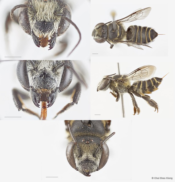 Megachile (Anodonteutricharaea) tricincta•&copy; Chui Shao Xiong•All Rights Reserved