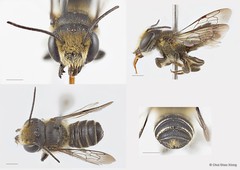 Megachile (Anodonteutricharaea) tricincta•&copy; Chui Shao Xiong•All Rights Reserved