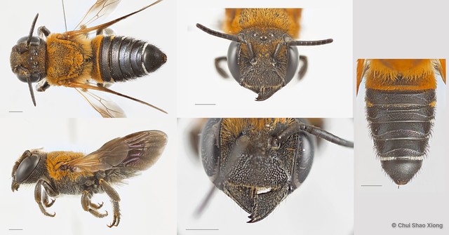 Megachile (Callomegachile) umbripennis•&copy; Chui Shao Xiong•All Rights Reserved