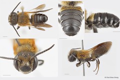 Megachile (Callomegachile) umbripennis•&copy; Chui Shao Xiong•All Rights Reserved