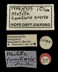 Odontomutilla familiaris•All Rights ReservedMuseum Label