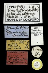 Promecidia saturnia•All Rights ReservedMuseum Label