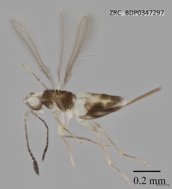Mymaridae sp. "ZRCBDP0347297"•&copy; Rene Ong•All Rights Reserved