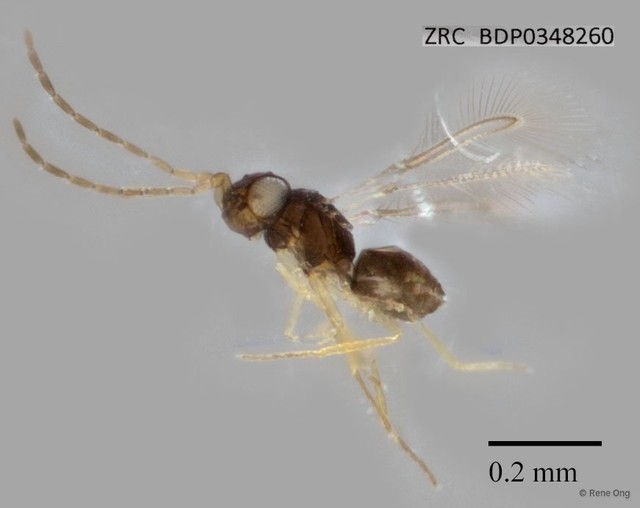 Mymaridae sp. "ZRCBDP0348260"•&copy; Rene Ong•All Rights Reserved