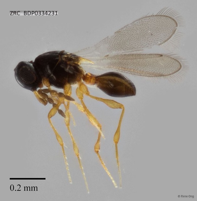 Platygastridae sp. "ZRCBDP0334231"•&copy; Rene Ong•All Rights Reserved