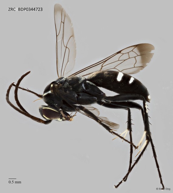 Pompilidae sp. "ZRCBDP0344723"•&copy; Rene Ong•All Rights Reserved