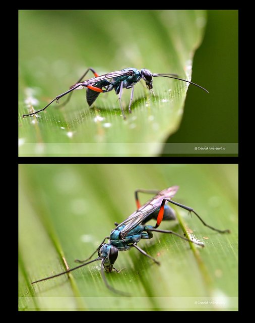 Auplopus sp. "108f7a30"•&copy; David Wirawan•All Rights Reserved