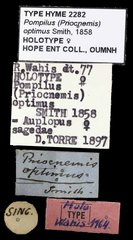 Cyphononyx optimus•All Rights ReservedMuseum Label