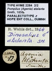 Dinosalius atalanta•All Rights ReservedMuseum Label