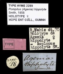 Pseudagenia hippolyta•All Rights ReservedMuseum Label