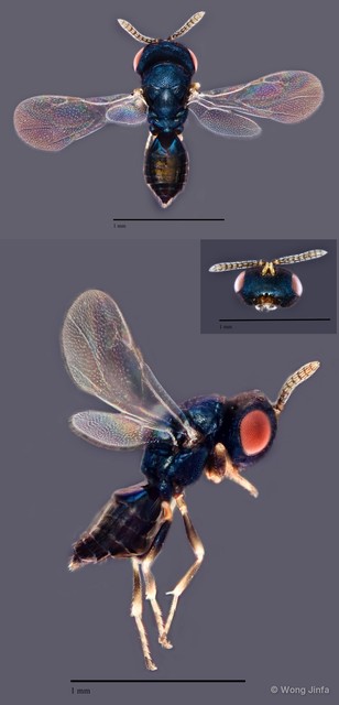 Pachyneuron leucopiscida•&copy; Wong Jinfa•All Rights Reserved