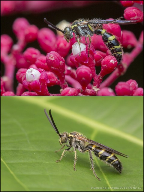 Phalerimeris phalerata•&copy; Marcus Ng Fu Chuan•CC BY-NC-ND 4.0