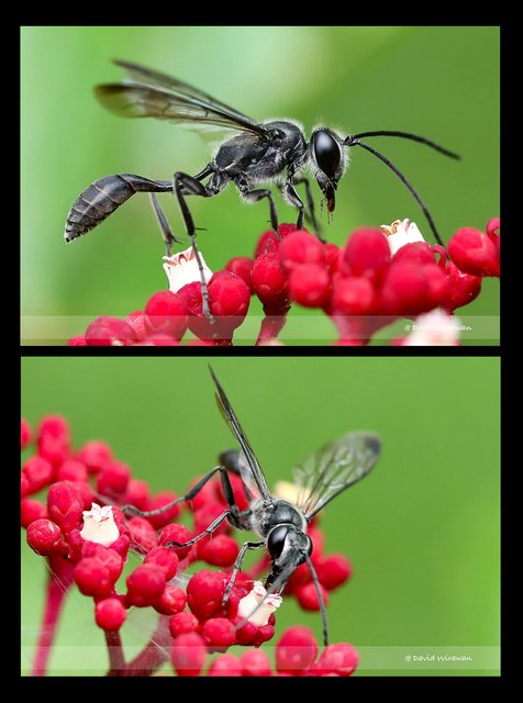 Isodontia severini•&copy; David Wirawan•All Rights Reserved