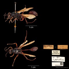 Sceliphron javanum petiolare•&copy; Wan FA Jusoh•CC BY 4.0