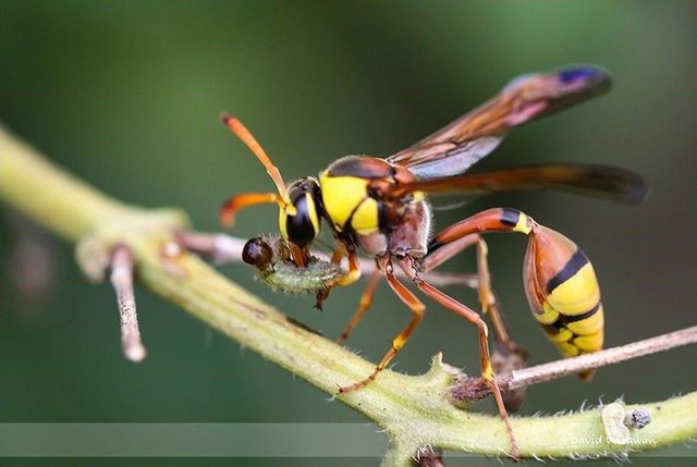 Delta esuriens•&copy; David Wirawan•All Rights Reserved