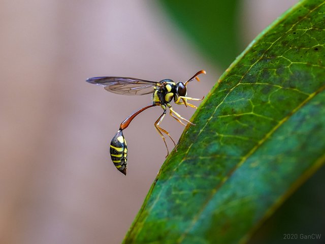 Eustenogaster micans•&copy; Gan Cheong Weei•All Rights Reserved