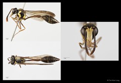 Eustenogaster micans•&copy; Tan Kian Long•All Rights Reserved
