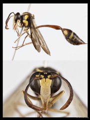 Eustenogaster micans•&copy; Tan Kian Long•All Rights Reserved