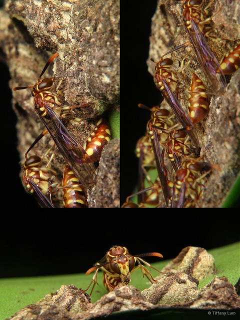 Liostenogaster nitidipennis•&copy; Tiffany Lum•All Rights Reserved