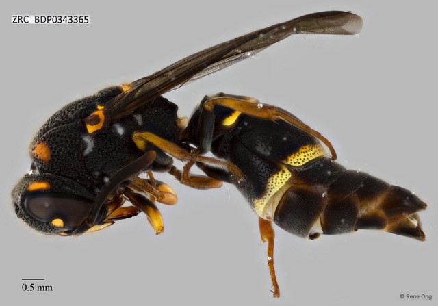 Parancistrocerus sp. "ZRCBDP0343365"•&copy; Rene Ong•All Rights Reserved