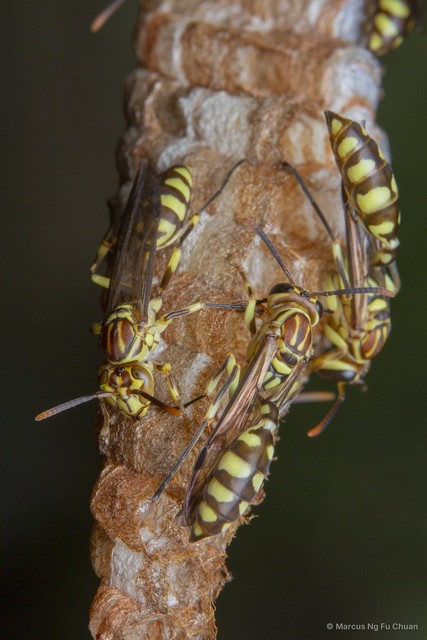 Parapolybia varia•&copy; Marcus Ng Fu Chuan•All Rights Reserved