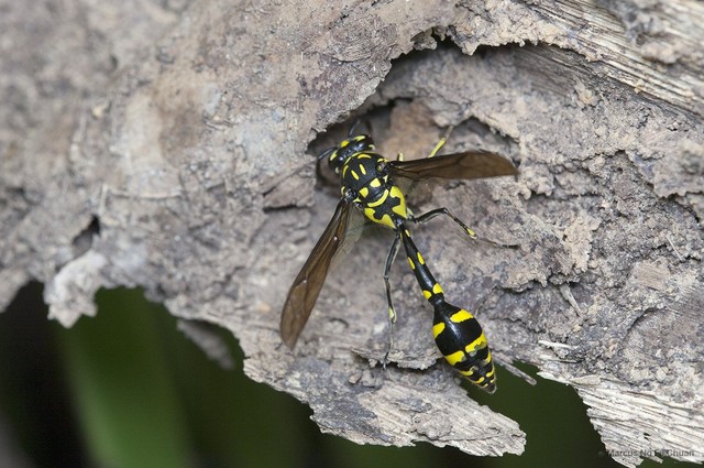 Phimenes flavopictus•&copy; Marcus Ng Fu Chuan•All Rights Reserved
